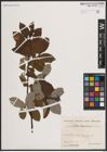 Foto von Salix caprea L.